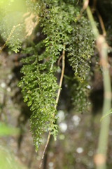 Hymenophyllum badium