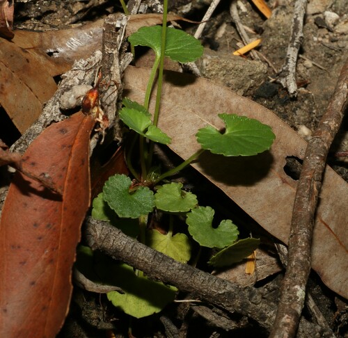 Image of Viola perreniformis by (c) Greg Tasney, some rights reserved (CC BY-SA)