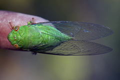 Dundubia annandalei