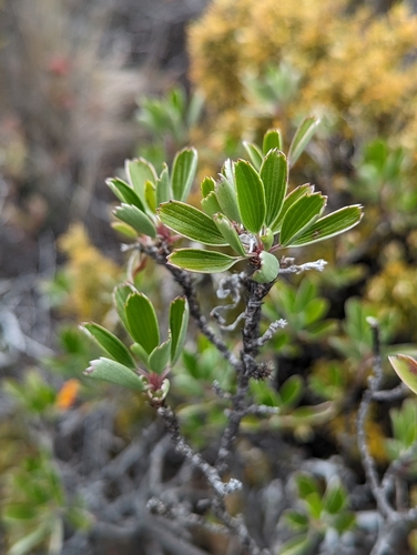 Image of Geranium cuneatum by (c) David Anderson, some rights reserved (CC BY)