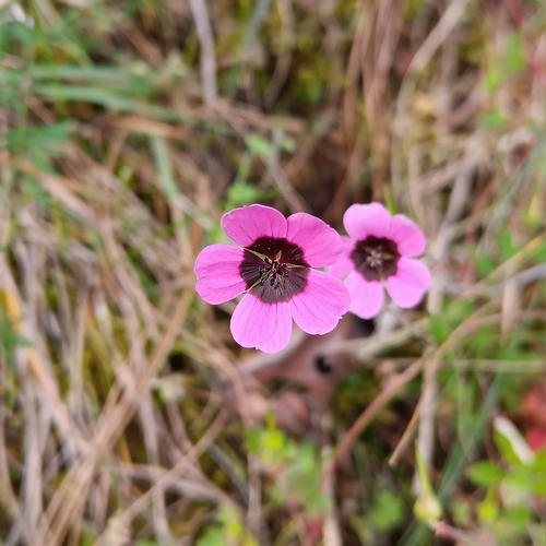 Geranium ocellatum, photograph 5