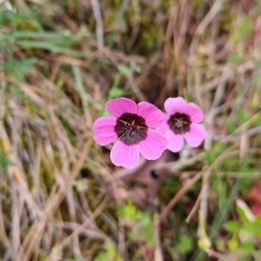 Geranium ocellatum, photograph Name, CC BY, iNaturalist via GBIF
