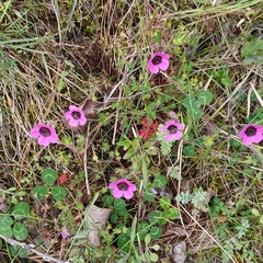 Geranium ocellatum, photograph Name, CC BY, iNaturalist via GBIF