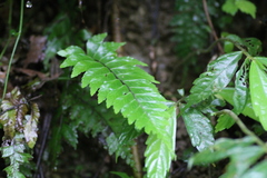 Hymenasplenium