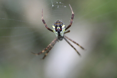 Argiope perforata