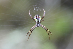 Argiope perforata