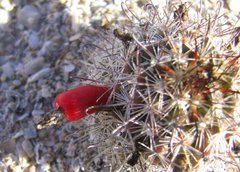 Mammillaria hutchisoniana hutchisoniana