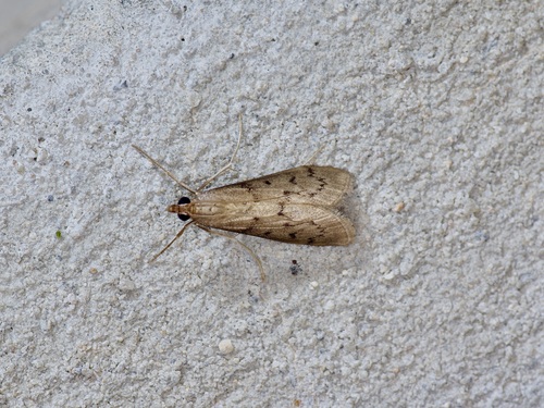 Blepharomastix haedulalis photo 3