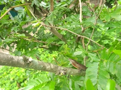 Anolis mariarum