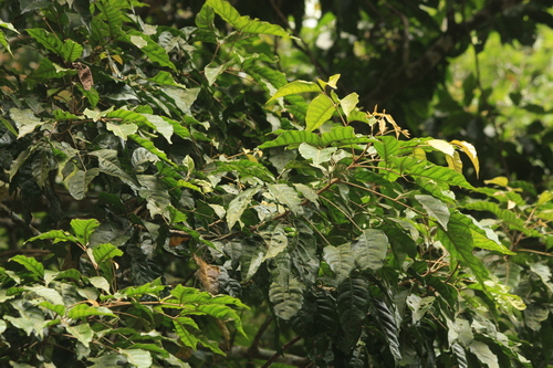 Image of Aglaia lawii by (c) madhavan a.p, some rights reserved (CC BY)