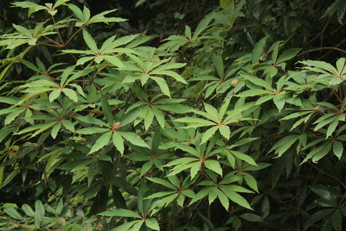 Actinodaphne bourdillonii (Actinodaphne bourdillonii)