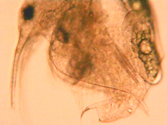 Bosmina longirostris