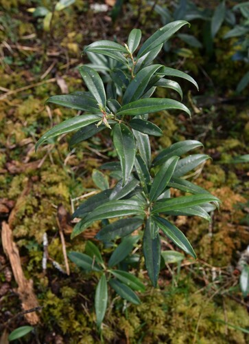 Sarcococca saligna, 2023-04-02