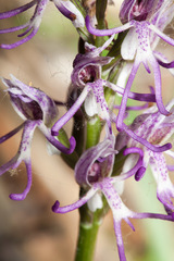 Orchis simia
