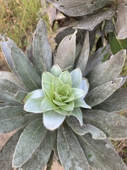 Image of Protea roupelliae
