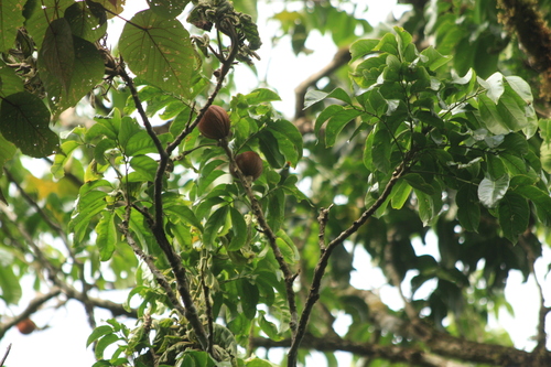 Dysoxylum gotadhora, photograph 3