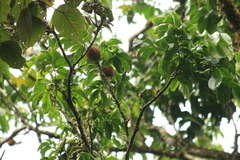 (c) madhavan a.p, some rights reserved (CC BY) Dysoxylum gotadhora, photograph (c) madhavan a.p, some rights reserved (CC BY)
