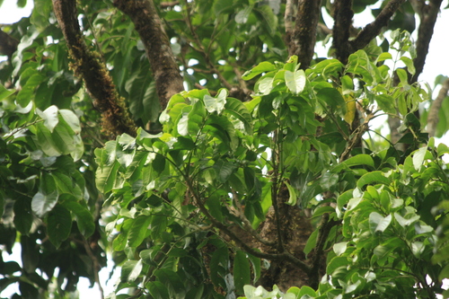 Dysoxylum gotadhora, photograph 4