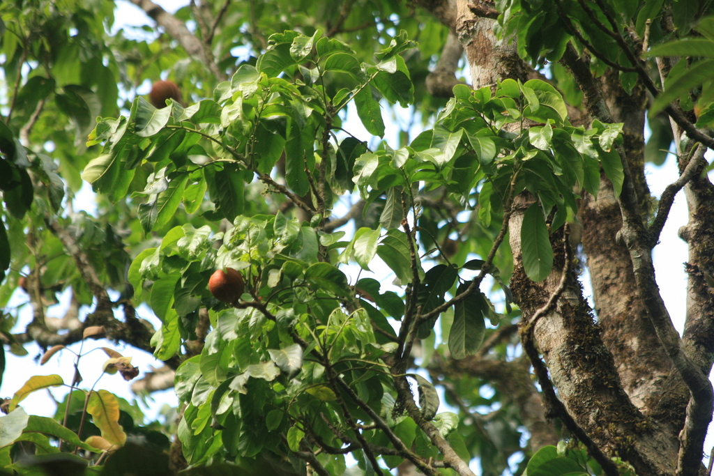 Dysoxylum gotadhora; photograph (c) madhavan a.p, some rights reserved (CC BY)