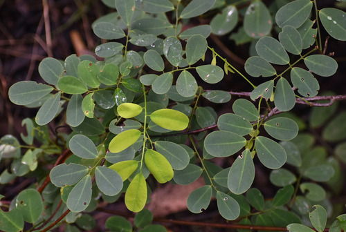 Dalbergia candenatensis observed 2023-03-19