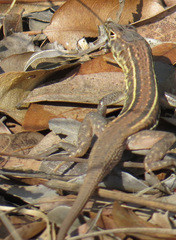 Pedioplanis lineoocellata