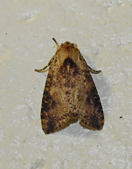 Purius superpulverea