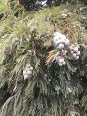 Taxodium distichum
