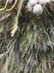 Taxodium distichum
