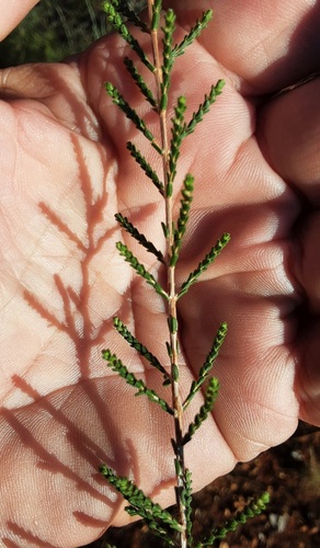 Micromyrtus striata · iNaturalist