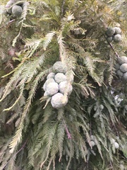 Taxodium distichum