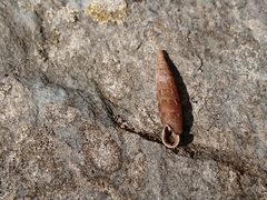 Clausilia