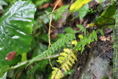 Asplenium cuneatiforme