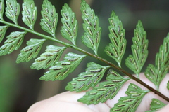 Asplenium cuneatiforme