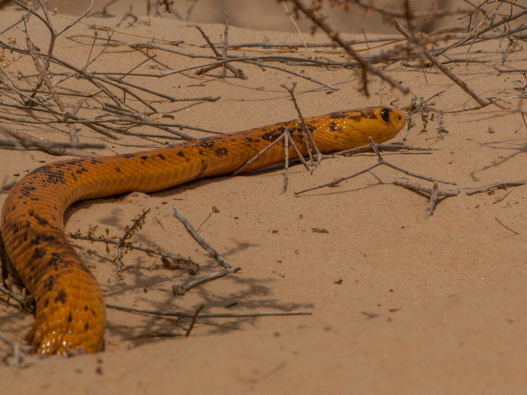 Cape Cobra from Kgalagadi District, Botswana on October 13, 2010 at 11: ...