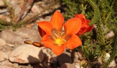 Tritonia crocata
