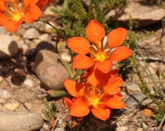 Tritonia crocata