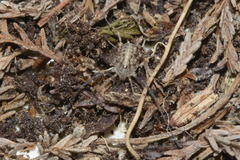 Paroligolophus meadii