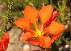 Tritonia crocata