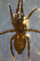 Gnaphosa leporina