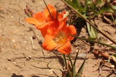 Tritonia crocata