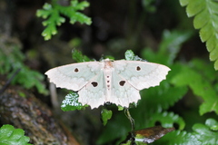 Chlorodontopera discospilata