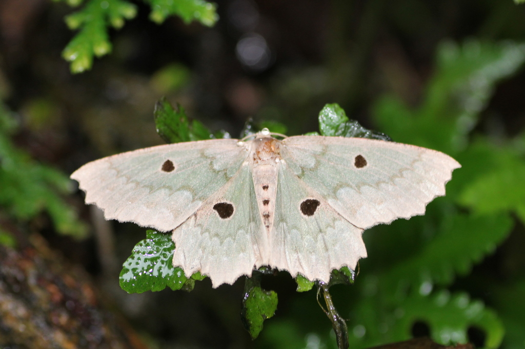 Chlorodontopera