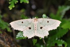 Chlorodontopera discospilata