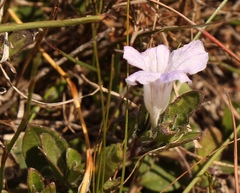 Ruellia pilosa