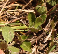 Ruellia pilosa