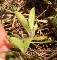 Ruellia pilosa