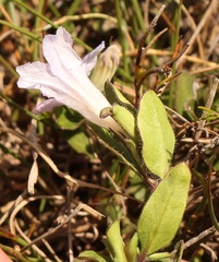 Ruellia pilosa