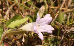 Ruellia pilosa