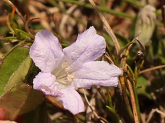 Ruellia pilosa