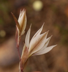 Gladiolus stellatus